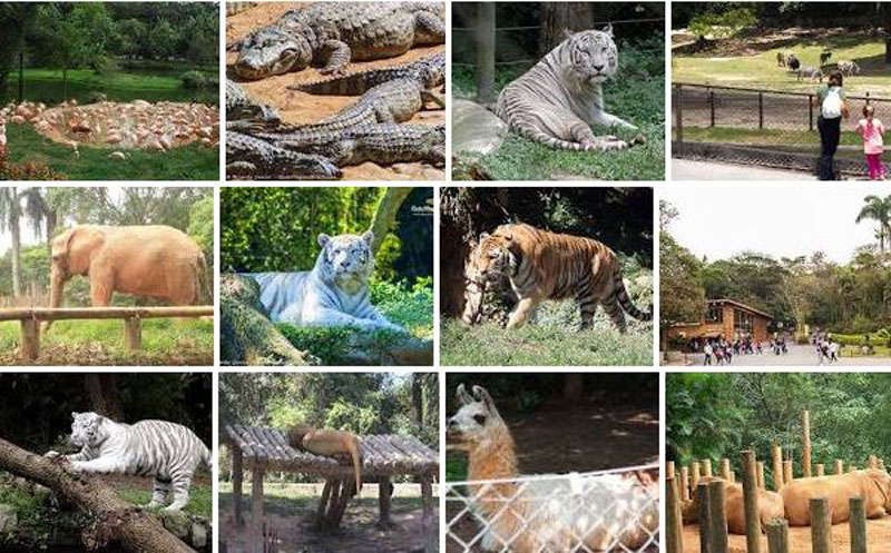 Zoológico de São Paulo Fotos