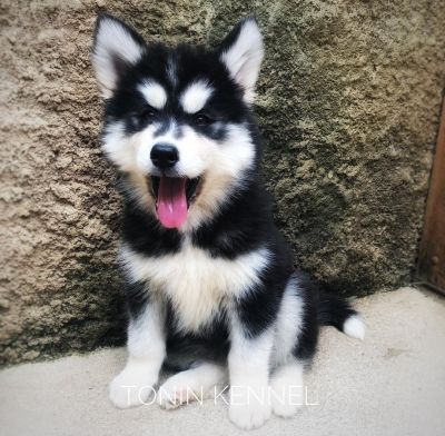 "Tonin Kennel Canil"