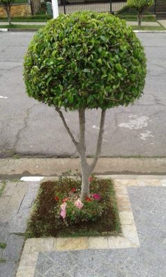 "SRS Paisagismo e Jardinagem"